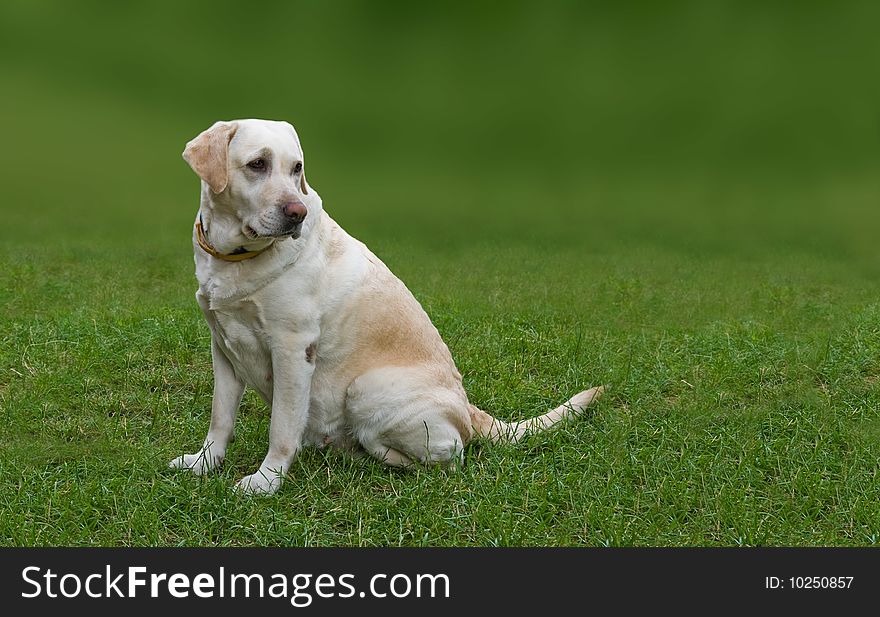 Golden Labrador dog sitting on the grass