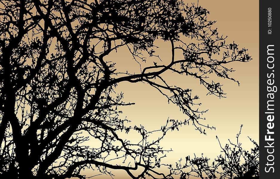 Silhouette of tree on sundown background