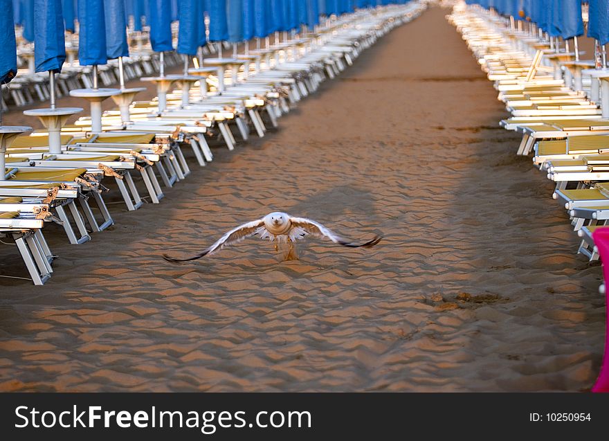 Seagull start in the beach in the middle of deckchairs