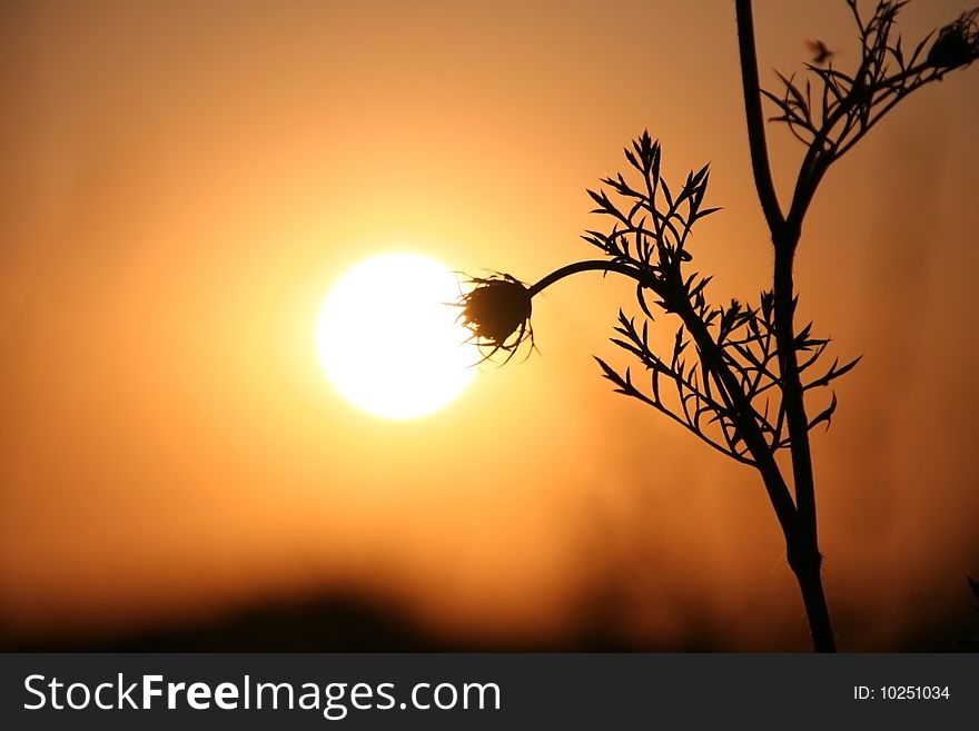 The Herbs on background calling at sun.Silhouettes. The Herbs on background calling at sun.Silhouettes