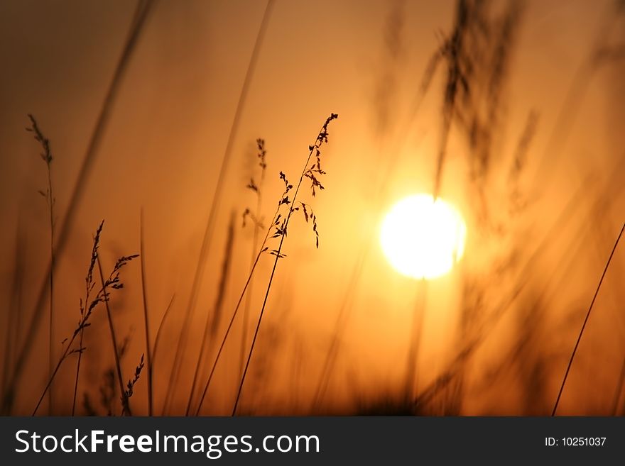 The Herbs on background calling at sun.Silhouettes. The Herbs on background calling at sun.Silhouettes