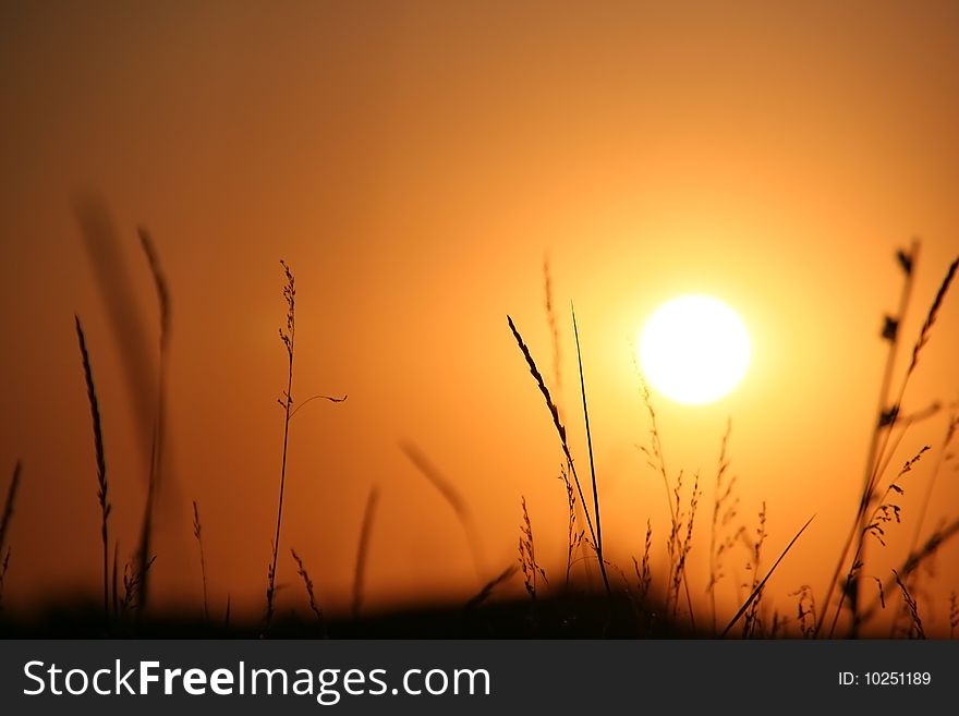 The Herbs on background calling at sun.Silhouettes. The Herbs on background calling at sun.Silhouettes