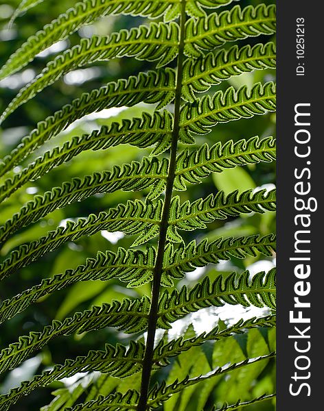 Close-up of green frond of a fern