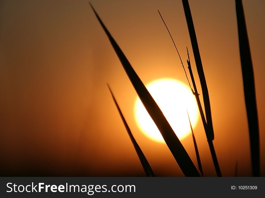 The Herbs on background calling at sun.Silhouettes. The Herbs on background calling at sun.Silhouettes