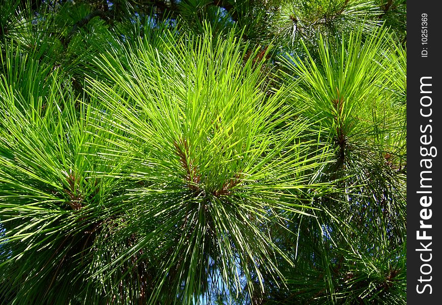 Pine needles close vivid shot. Pine needles close vivid shot