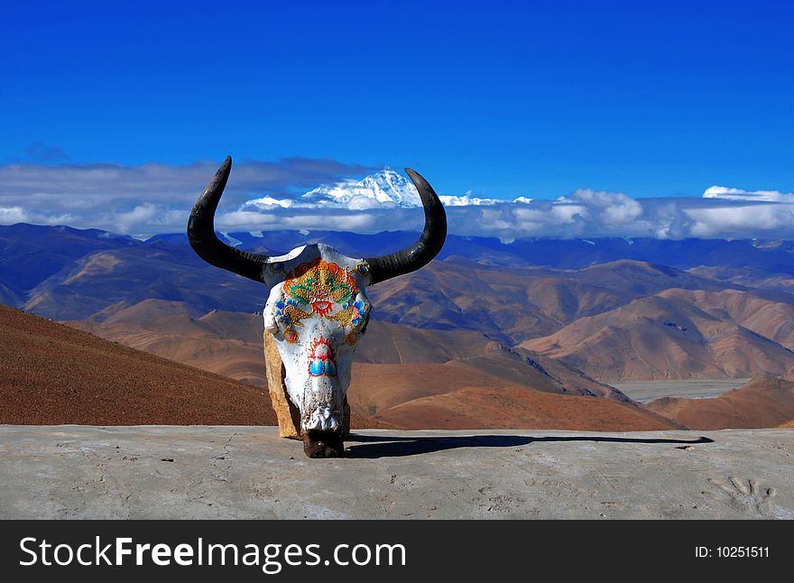 Yak head from Tibet, The background is the most highest mountain in the world, Mount Qomolangma.
