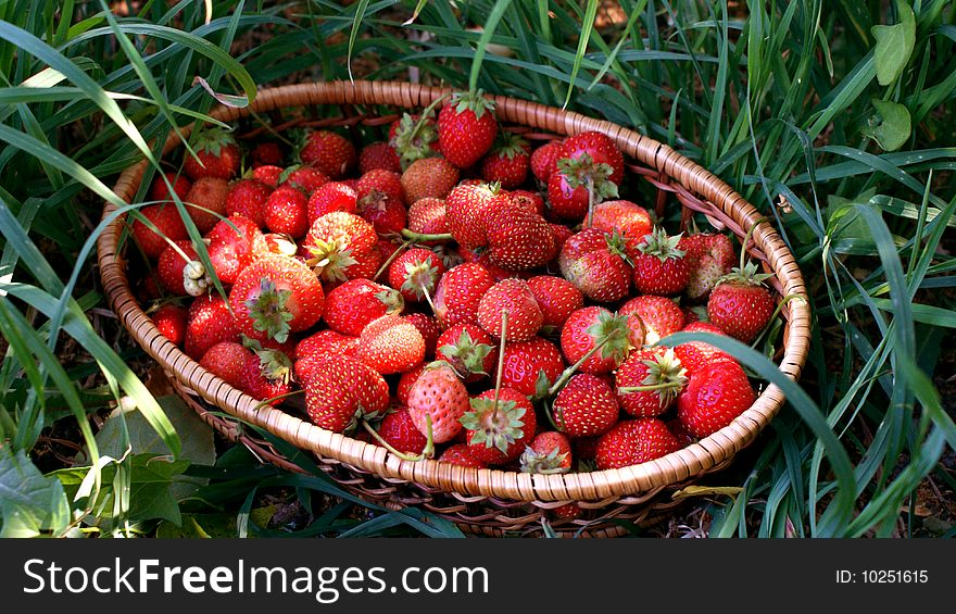 In a picture the juicy strawberry in a basket on a grass is presented. An excellent photo for magazine of gardeners