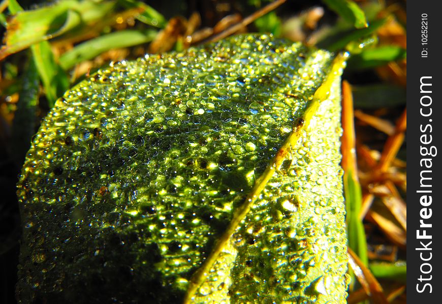 Image of some water droplets on a leaf in yogyakarta