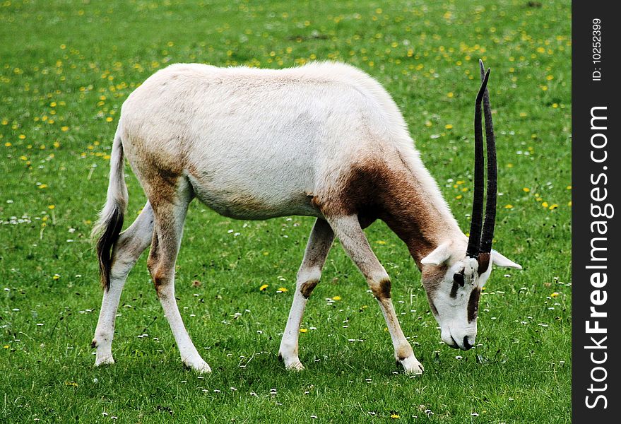 Single Scimitar horned oryx in a zoo. Single Scimitar horned oryx in a zoo