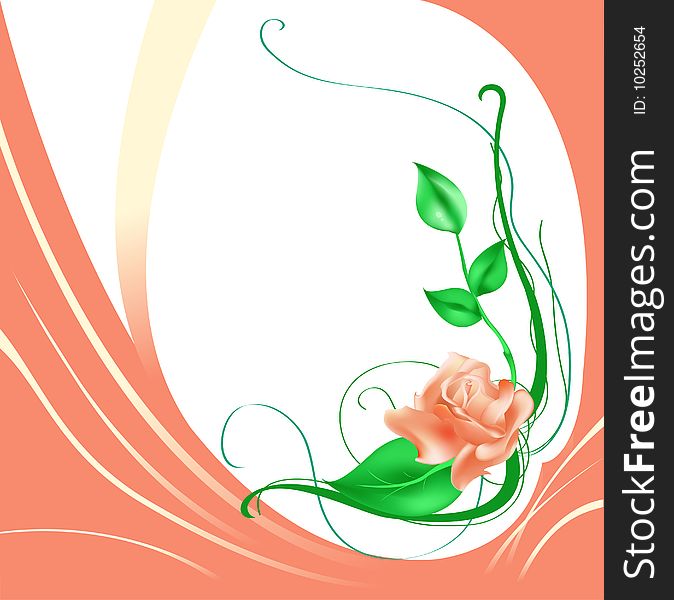 Vector illustraition of elegant beautiful rose