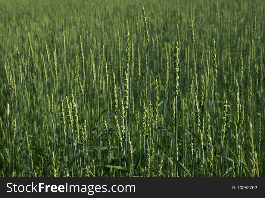 Wheat ear close-up over a wheat field background