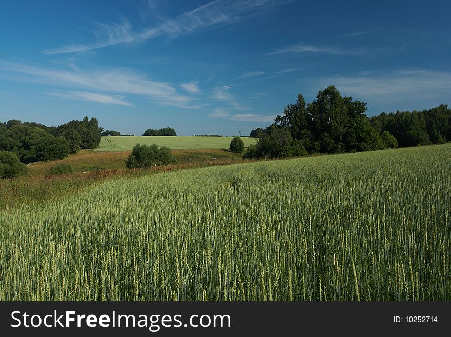 Green wheat field in summer