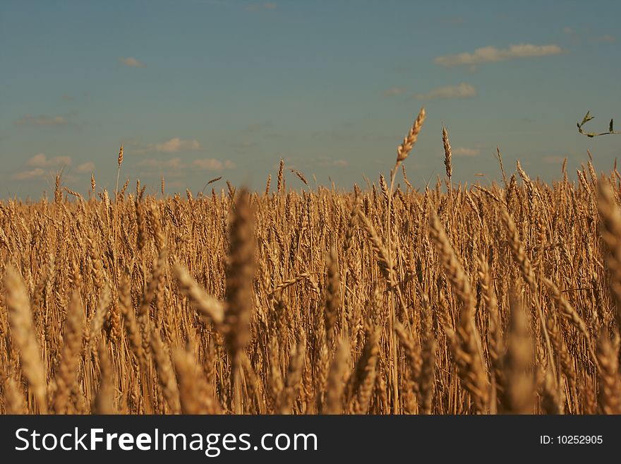 Wheat ear closeup with wheat field on background