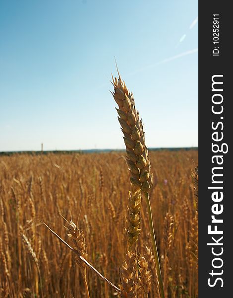 Wheat ear closeup with wheat field on background