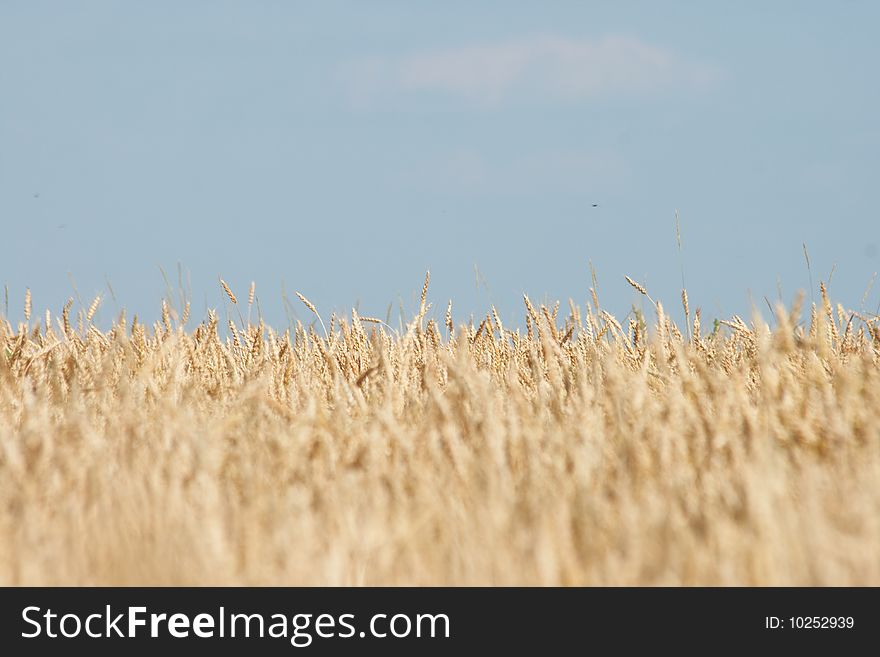 Wheat field on the summer day