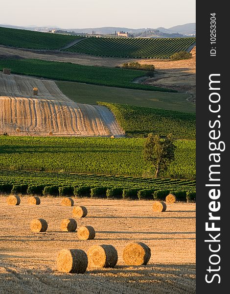 Haymaking in italian province with vineards on background