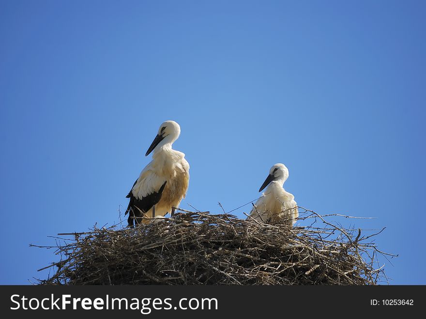 Two young storks in their nest. Two young storks in their nest