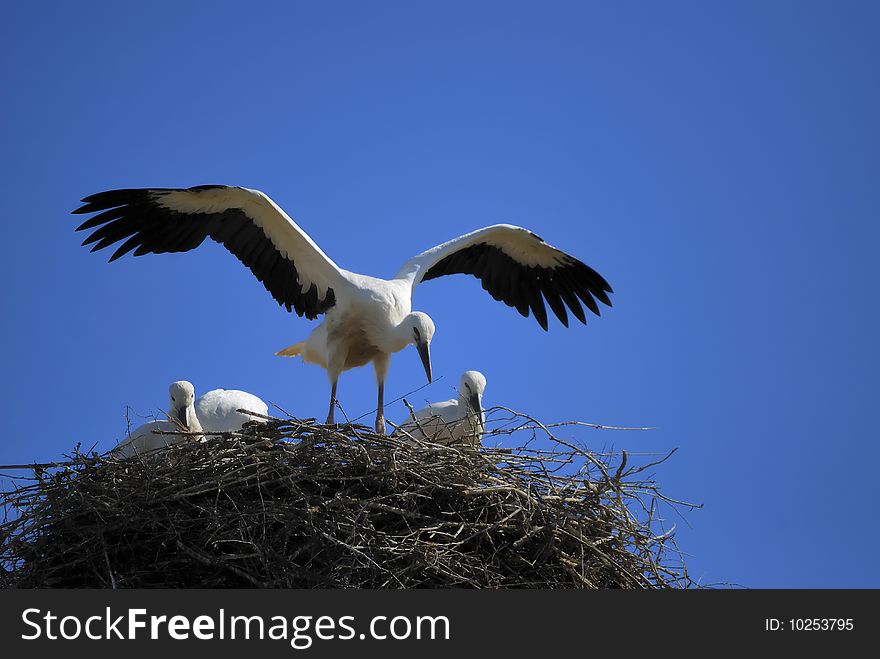 Family of storks in their nest. Family of storks in their nest