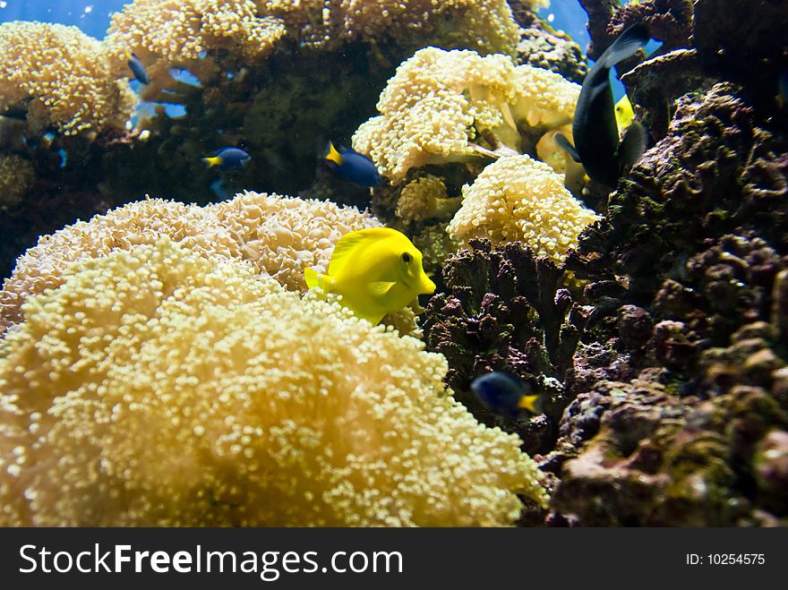 Various Fish In A Coral Reef