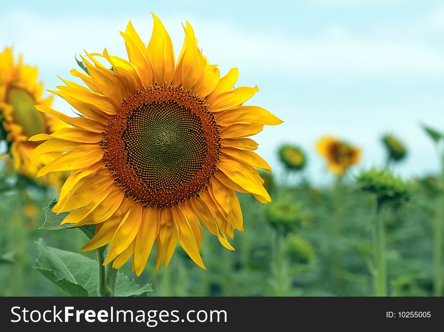 Close-up of nice sunflower standing on background with blue sky