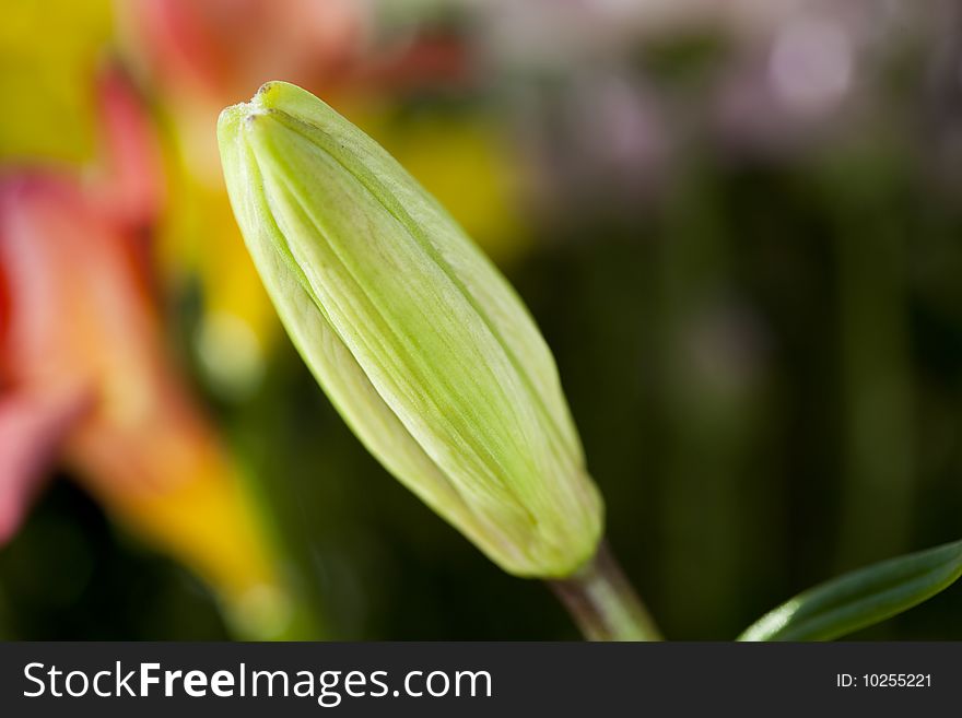 Young tulip bud macro view