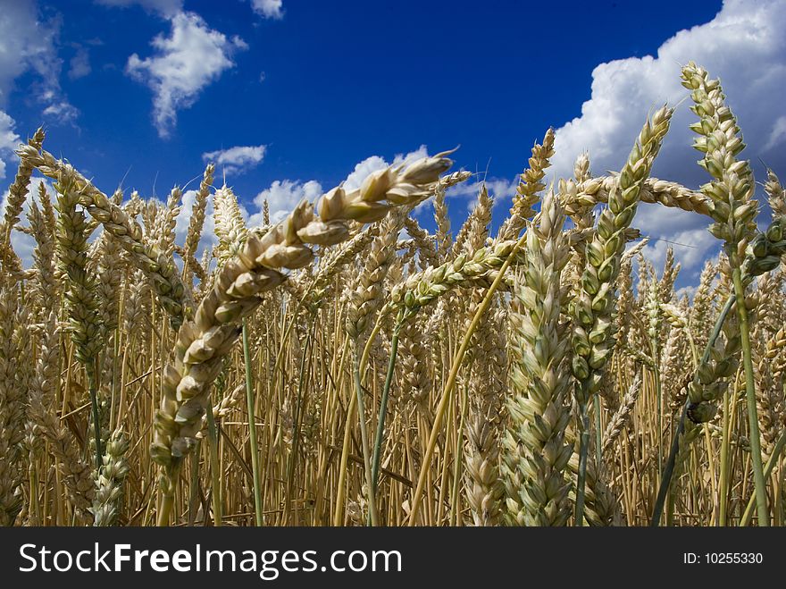 Grain in the background of blue sky with clouds. Grain in the background of blue sky with clouds