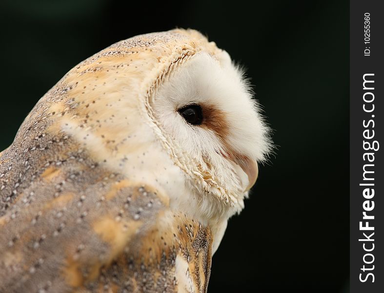 Porrait of a Barn Owl