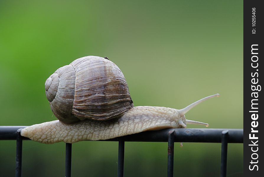 An edible roman snail on a garden fence