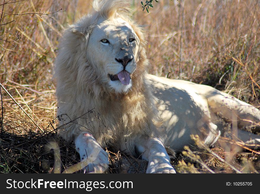 A South African Lion Panthera Leo