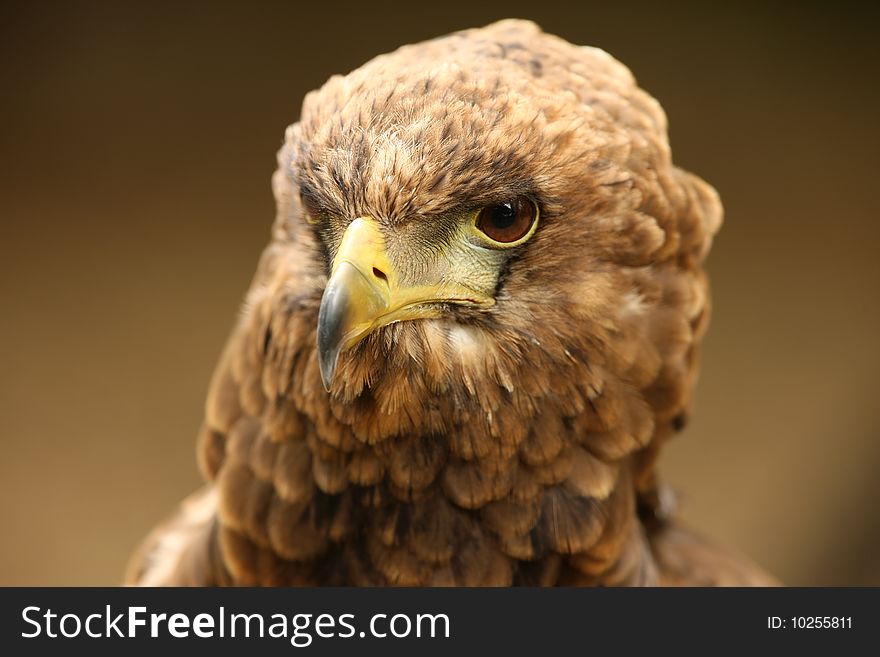 Portrait of a Bateleur Eagle