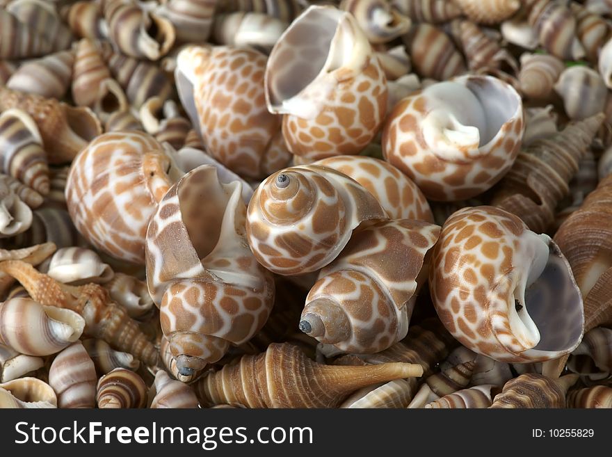Seashells Frame.