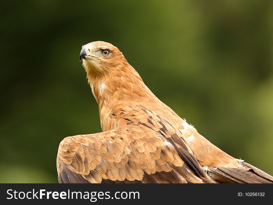 Portrait of a Tawny Eagle