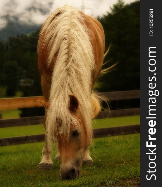 Beautiful alpine horse in the early morning. Beautiful alpine horse in the early morning
