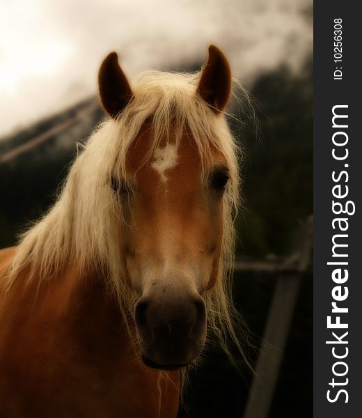 Beautiful alpine horse in the early morning. Beautiful alpine horse in the early morning