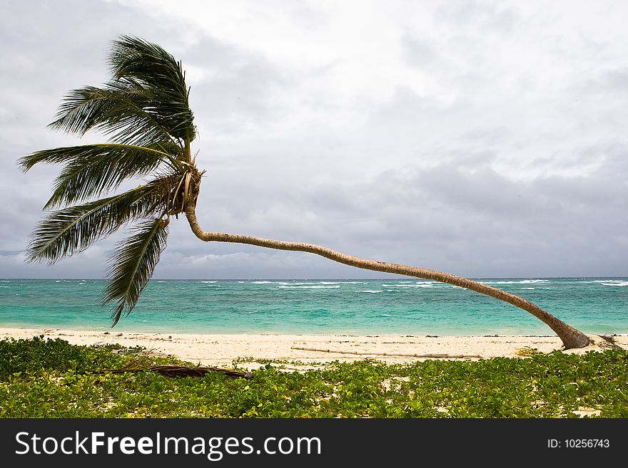 Palm on the beach island with blue cloudy sky