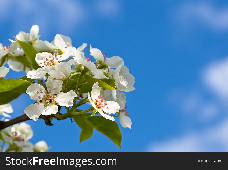 Macro view white flowers of apple tree on blue sky