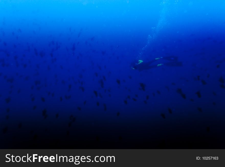 Scuba diver and fish shoal in Tofo, Mozambique. Scuba diver and fish shoal in Tofo, Mozambique