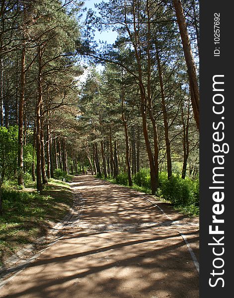 Road through trees in spring park. Road through trees in spring park