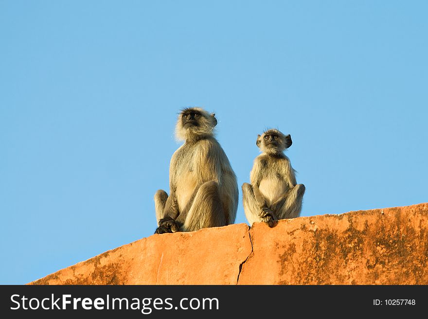 A monkey mother and her baby sitting on the wall in the sun