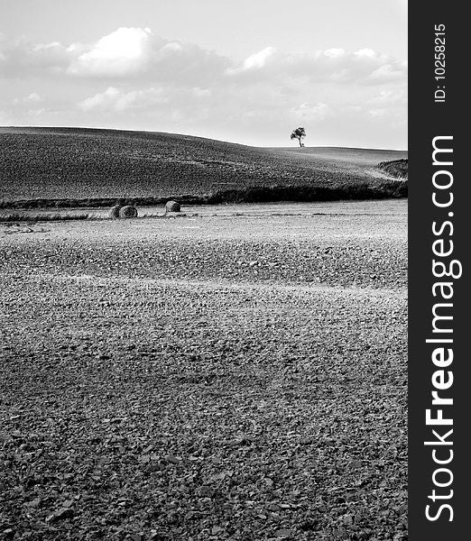 Small tree on the horizon in rural landscape and clouds