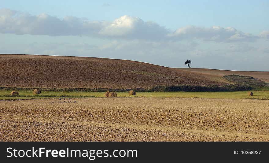 Small tree on the horizon in rural landscape