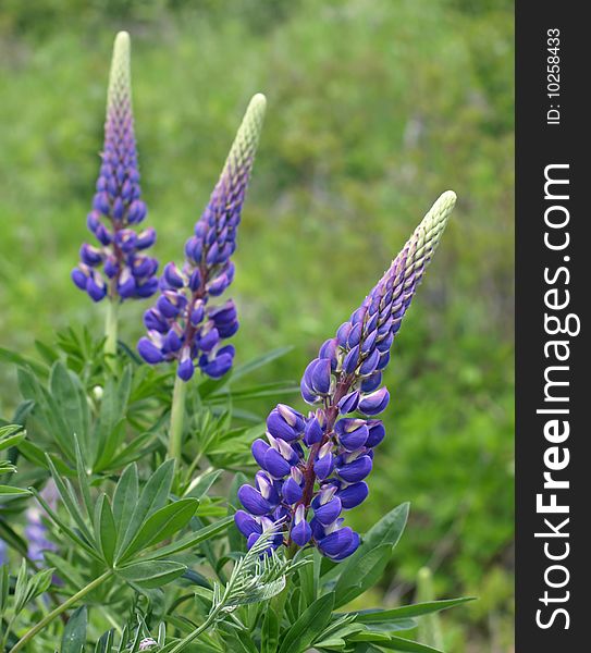 Wild purple lupins in field. Wild purple lupins in field