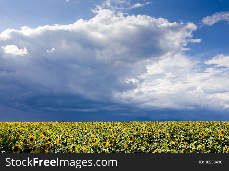 Sunflower field