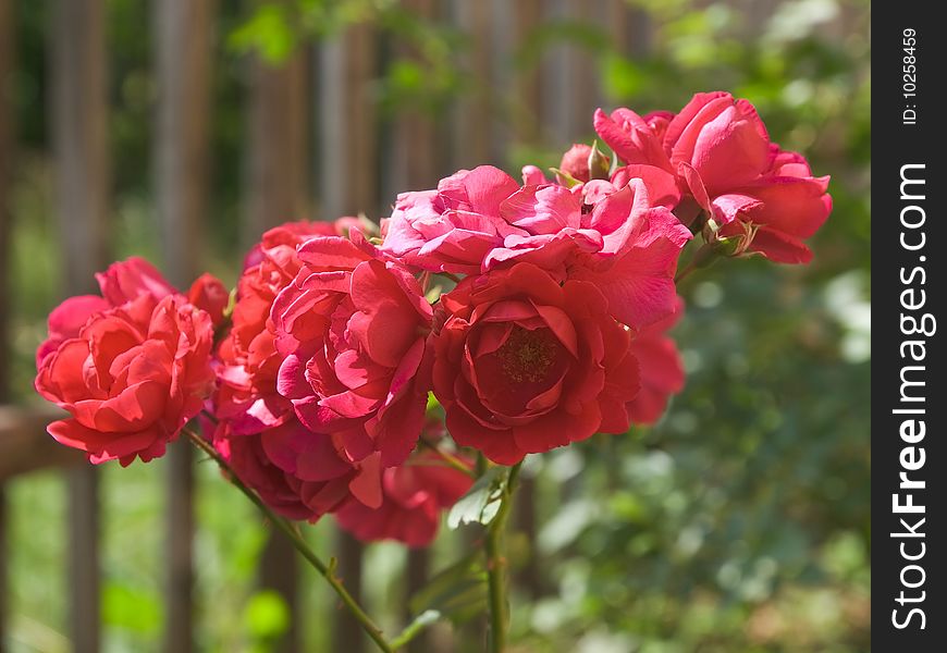 Rose Flowers
