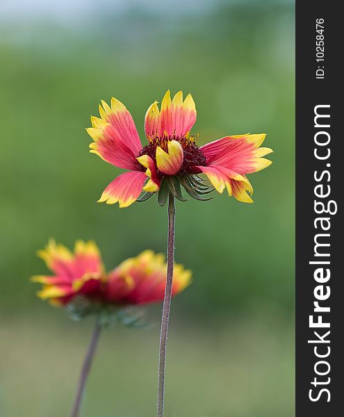 Yellow red flower outdoor closeup shallow dof