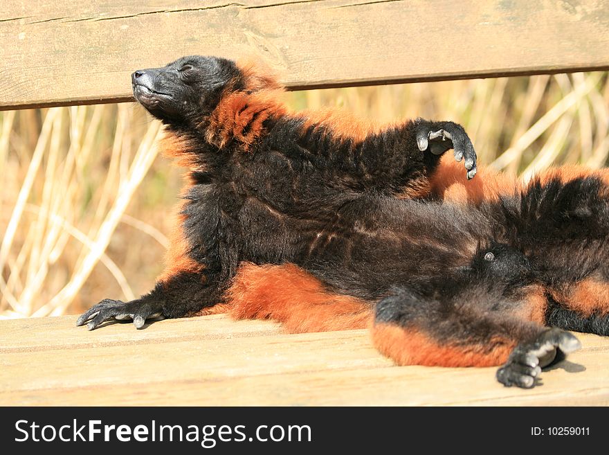 A lemur monkey exposing himself to the sun. Catching the sunray&#x27;s. Warming up. Apenheul. A lemur monkey exposing himself to the sun. Catching the sunray&#x27;s. Warming up. Apenheul