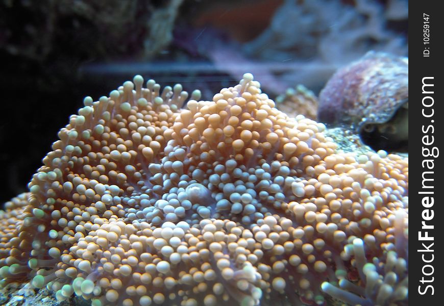 Soft coral in the marine tank. Soft coral in the marine tank