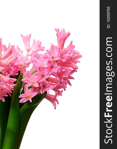 Isolated Pink Hyacinth