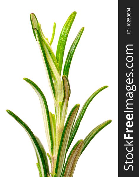 Macro closeup of a rosemary sprig isolated on a white background. Macro closeup of a rosemary sprig isolated on a white background