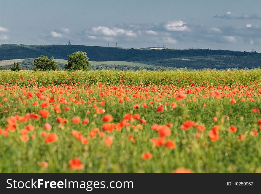 Summer rural landscape with wild poppy field